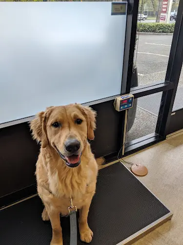 Pet vet Northwest Veterinary Hospital Kirkland
