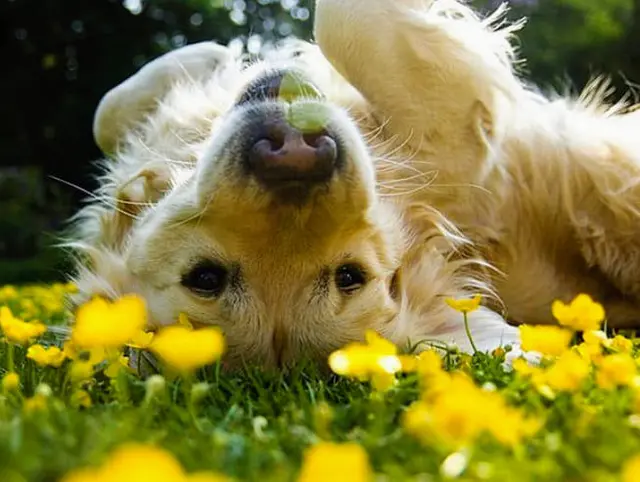 Pet vet Visalia's VIP Pet Boarding & More Visalia
