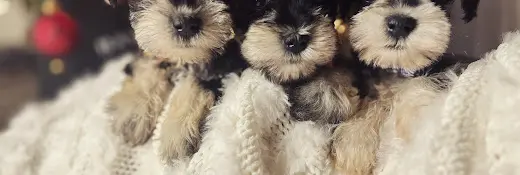 Dog breeder NorCal Schnauzers Chico