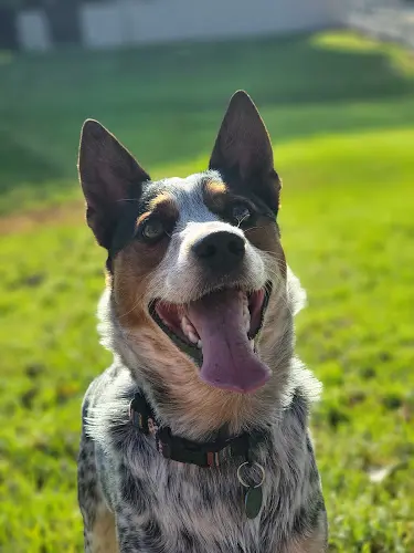 Pet vet Camarosa Veterinary Clinic Oxnard