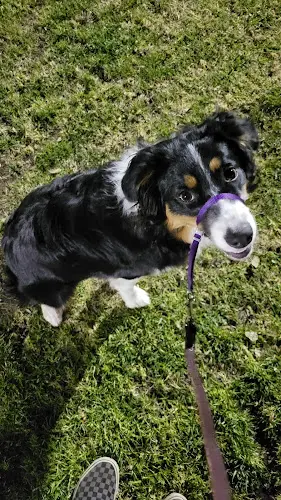 Dog breeder Hidden Valley Obedience Club Escondido