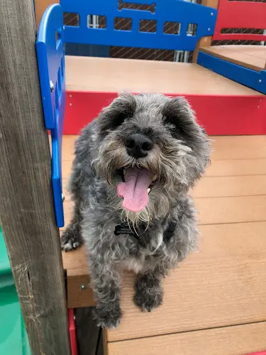 Pet vet Metro Dog Richmond