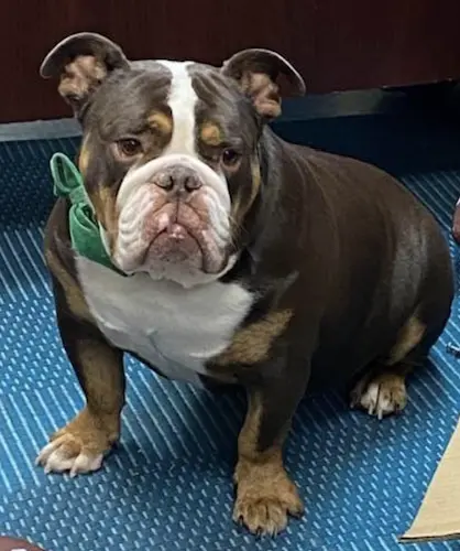Dog Grooming Spaw & G Pet Grooming Pasadena