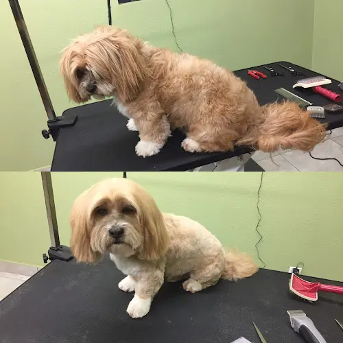 Pet vet Andy's Pet Grooming & Supplies Glendale