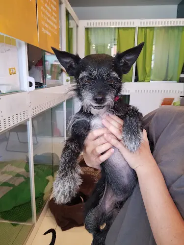 Pet vet Healthy Spot Santa Monica