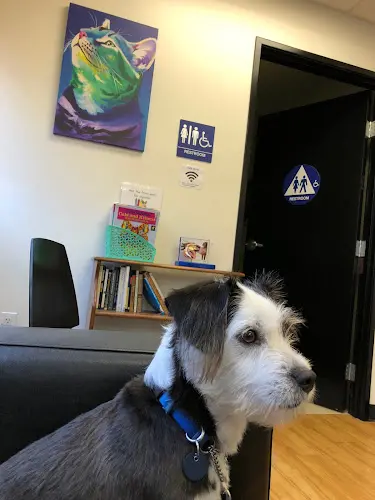 Pet vet B Street Veterinary Hospital Chula Vista