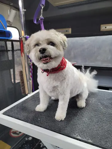 Dog Grooming Purrs N' Furrs Mobile Grooming Simi Valley