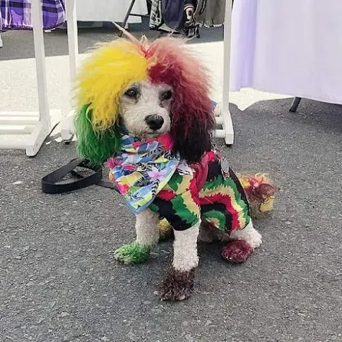 Dog Grooming BARBIES NAILS AND TAILS PET GROOMING San Diego