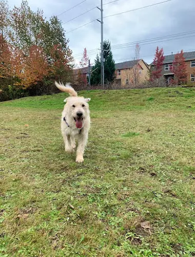 Dog Park Unnamed Off-Leash Dog Area Portland