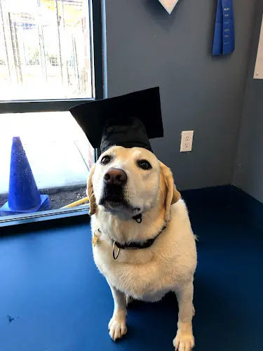 Dog trainer Sierra Ranch Veterinary Clinic & Pet Rehabilitation Center Roseville