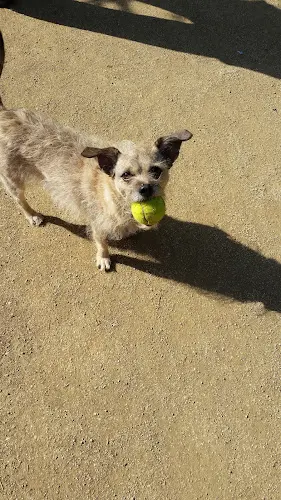 Pet boarding service Pets Nanny Burbank