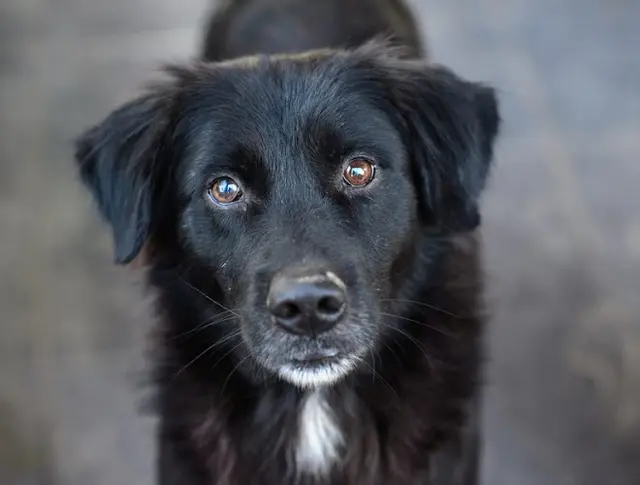 Rescue & Shelter Ellensburg Animal Shelter Yakima