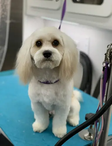 Dog Grooming Pawsitively Purrfect Mobile Pet Grooming San Marcos