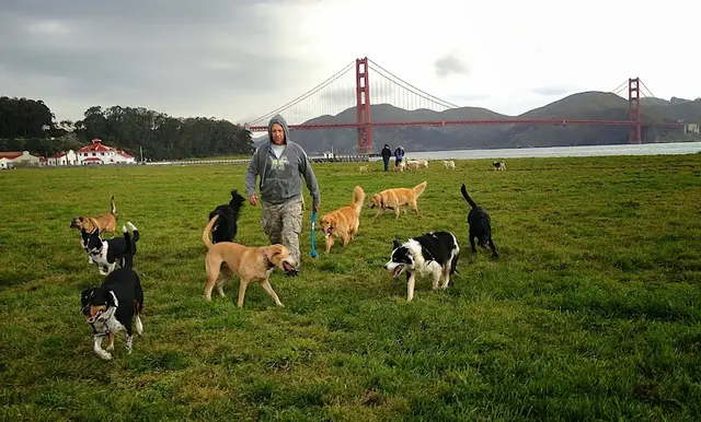Dog walker Dog Trot by Chris San Francisco