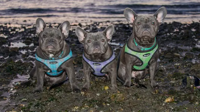 Dog breeder Emerald City Blue Frenchies Federal Way