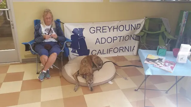 Dog breeder Petco Vallejo