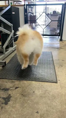 Dog Grooming Alpha Grooming & Trading Post Indio