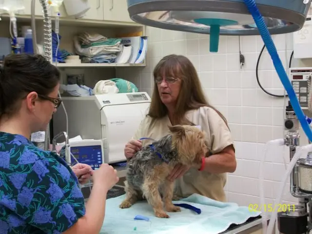 Pet vet VCA All Creatures Animal Hospital Indio