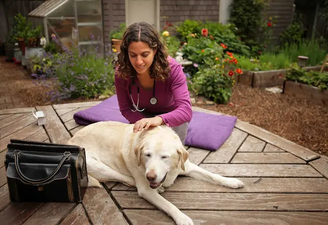 Pet vet Lotus Veterinary House Calls San Francisco