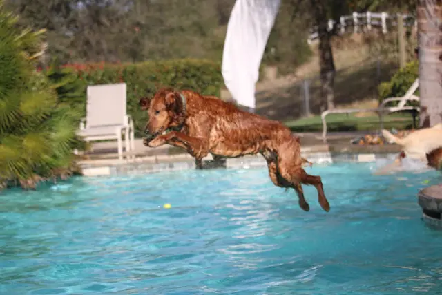 Dog trainer Nature's Select of Northern California Roseville