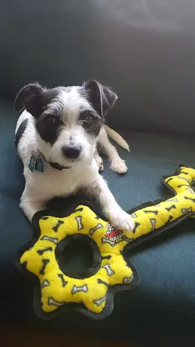 Pet boarding service Healthy Pet Thousand Oaks