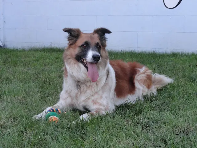 Dog day care center Woofs and Wiggles Daly City