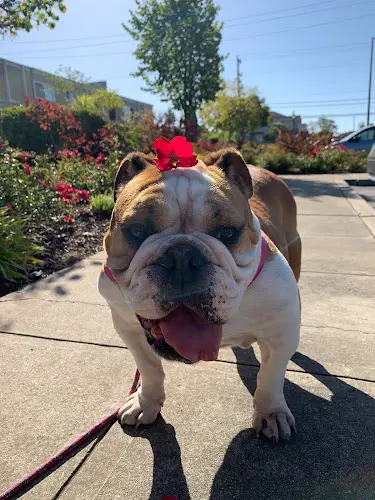 Pet boarding service Amador Valley Veterinary Center Livermore