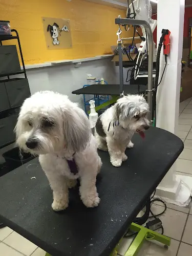 Dog day care center Doggie Day Spaw San Francisco