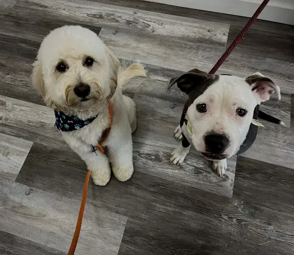 Dog Grooming Hannah’s Grooming & Spa Bellingham