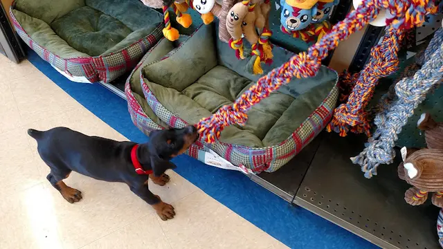 Dog breeder Petco Salem