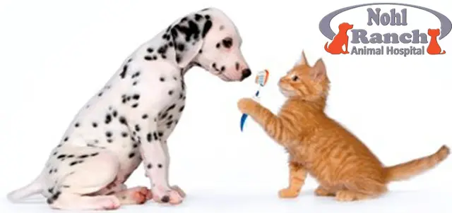 Pet vet Nohl Ranch Animal Hospital Fullerton