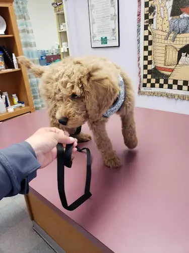 Pet vet Mission Vet Clinic and Birth Control Center Kent