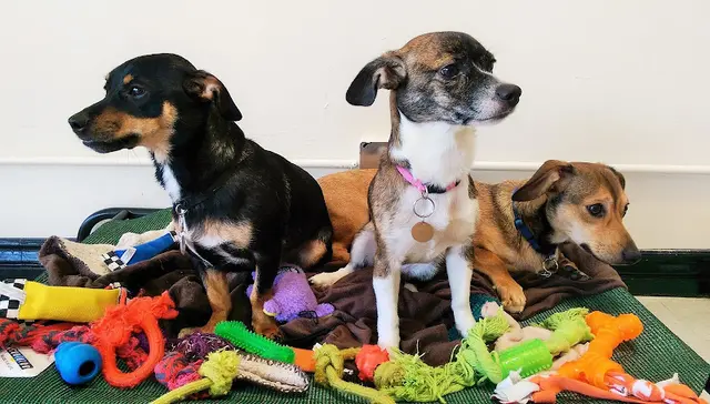 Pet boarding service Je t'adore Pet Salon Glendale