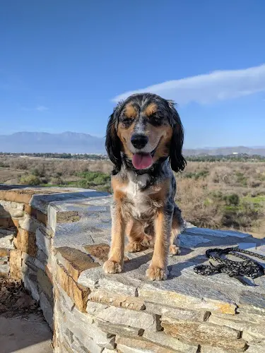 Dog walker Hidden Valley Nature Center Jurupa Valley