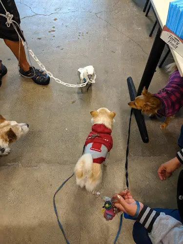 Pet vet Paws Pets Are Wonderful Support San Francisco