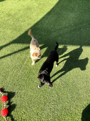 Dog breeder SPCA Bakersfield
