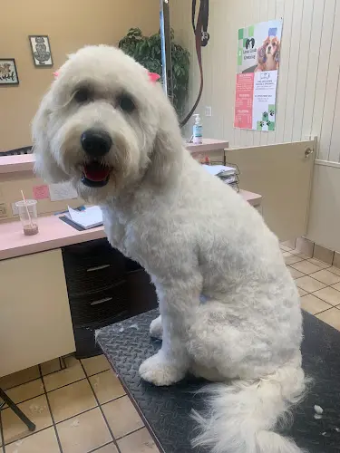 Pet vet Loma Linda Pet Grooming San Bernardino