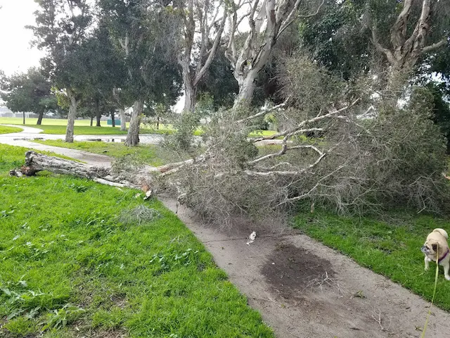 Dog Park Lake View Park Huntington Beach