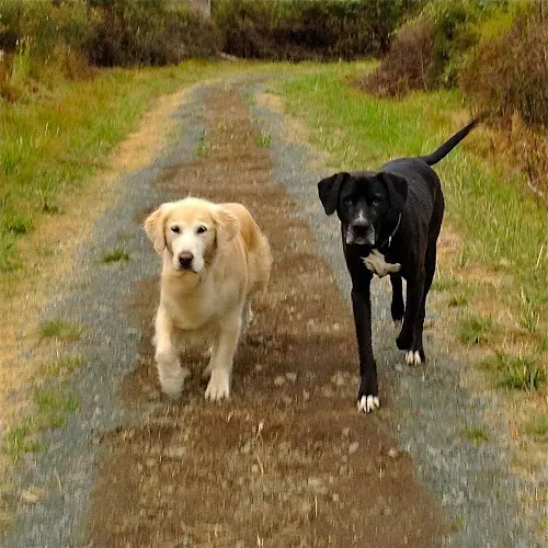 Dog day care center Grateful Dog Seattle