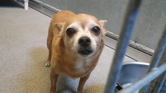 Dog breeder Placer SPCA Chico