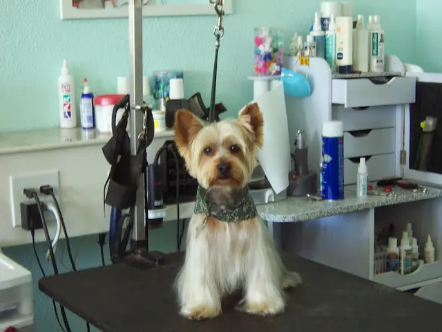 Dog Grooming Bavette's Grooming Spa West Covina