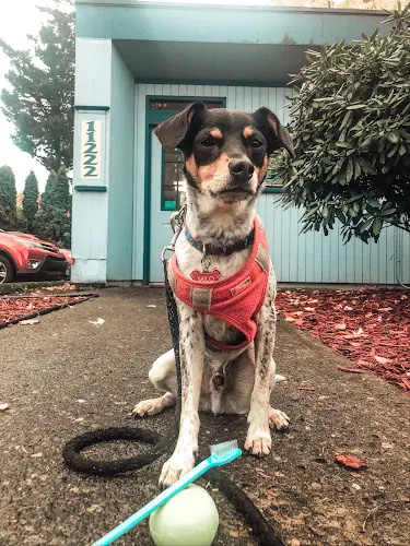 Pet vet Gateway Veterinary Hospital Gresham