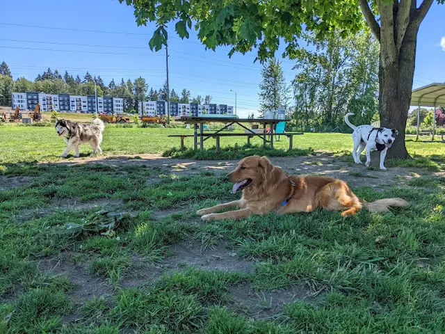 Dog Park Potso Dog Park Vancouver