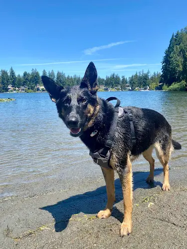 Rescue & Shelter Steel Lake Park Federal Way