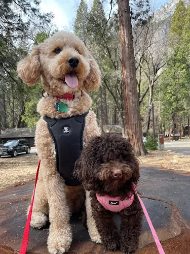 Dog breeder Rainbows End Puppies Clovis