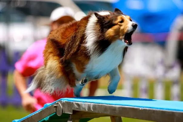 Dog trainer Happy Dog Agility & More, LLC Simi Valley