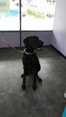 Pet boarding service SB Paws And Claws Santa Barbara