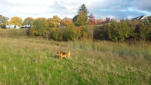Dog Park Dog Bowl Gresham