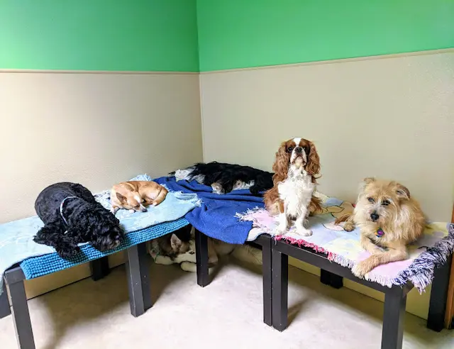 Dog day care center Good Karma Pet Care Tacoma