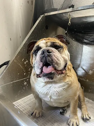 Dog Grooming Vanity Dog Grooming Corona